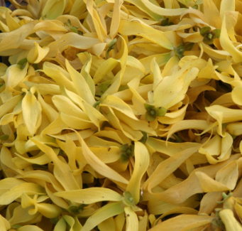 Ylang Ylang Essential Oil