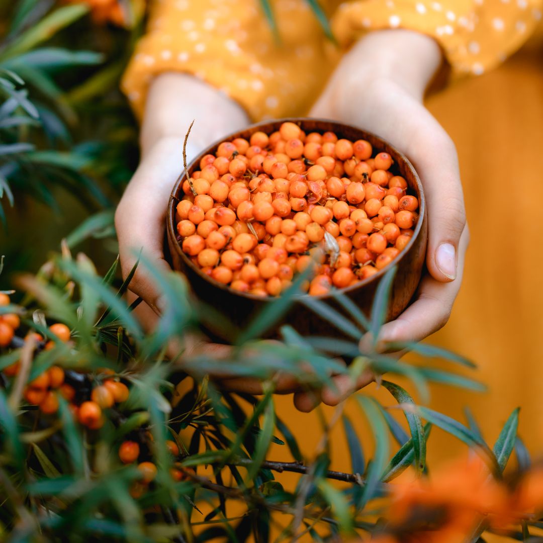 Seabuckthorn