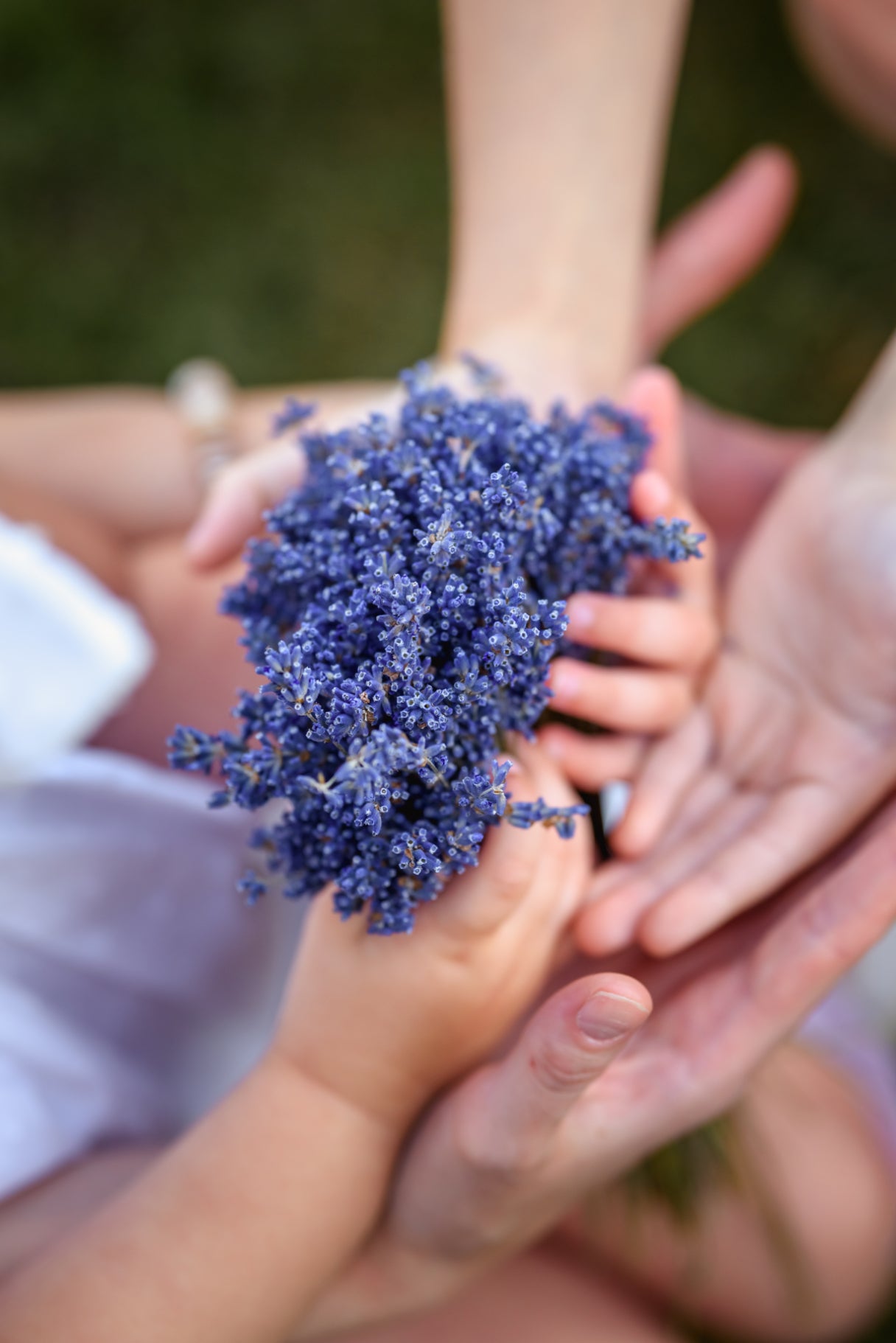 Lavender Oil