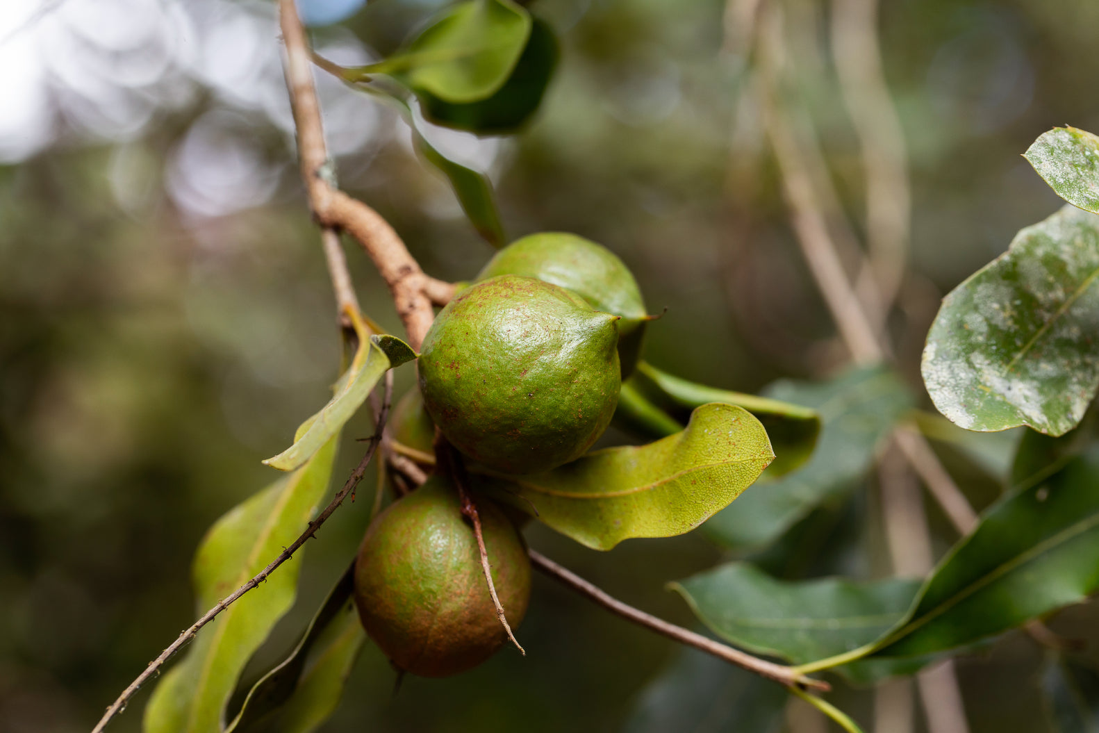 Macadamia Oil