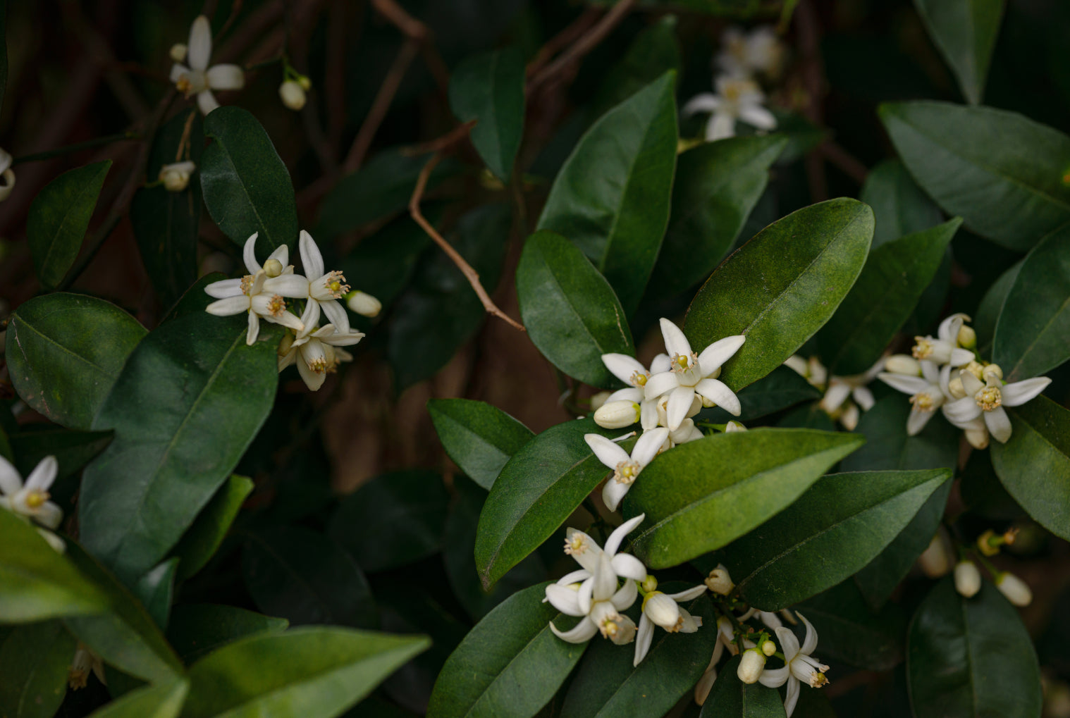 Neroli Essential Oil