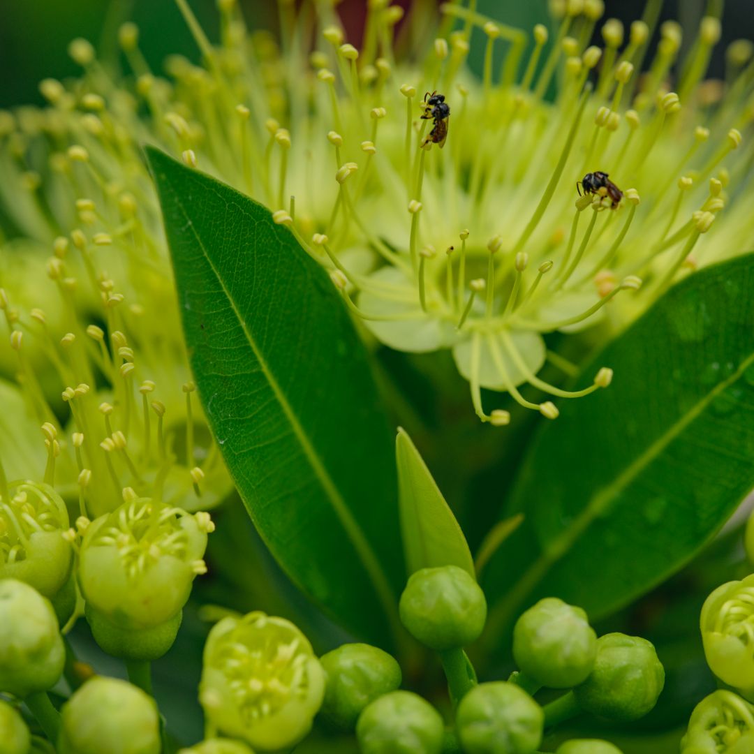 Lemon Myrtle Hydrosol