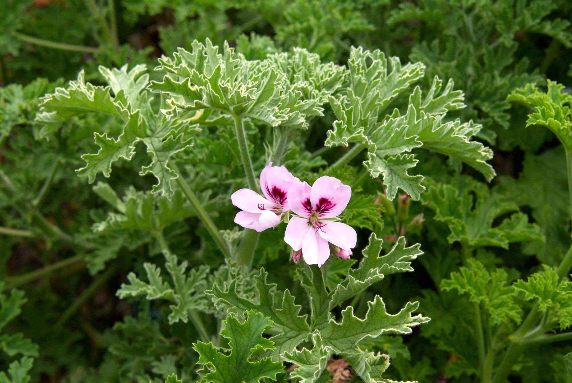 Rose Geranium