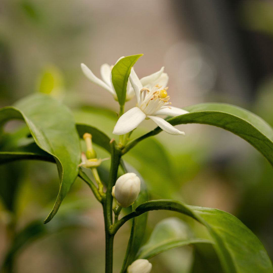 Orange Blossom Hydrosol